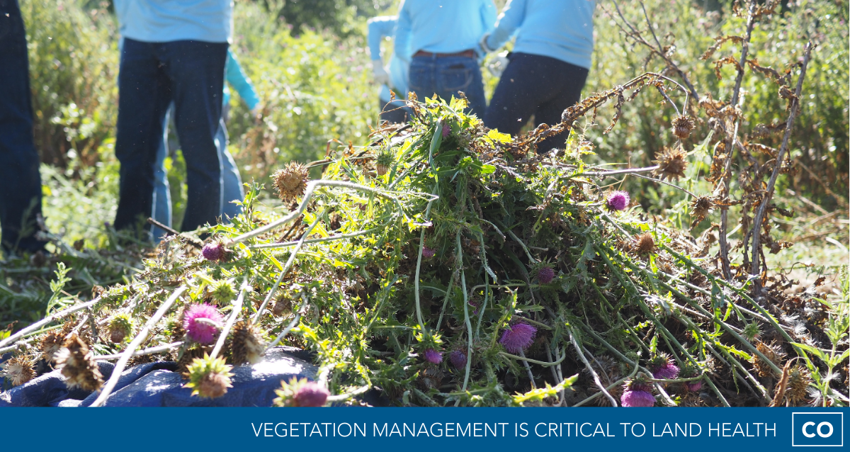 Vegetation Management pile of thistles