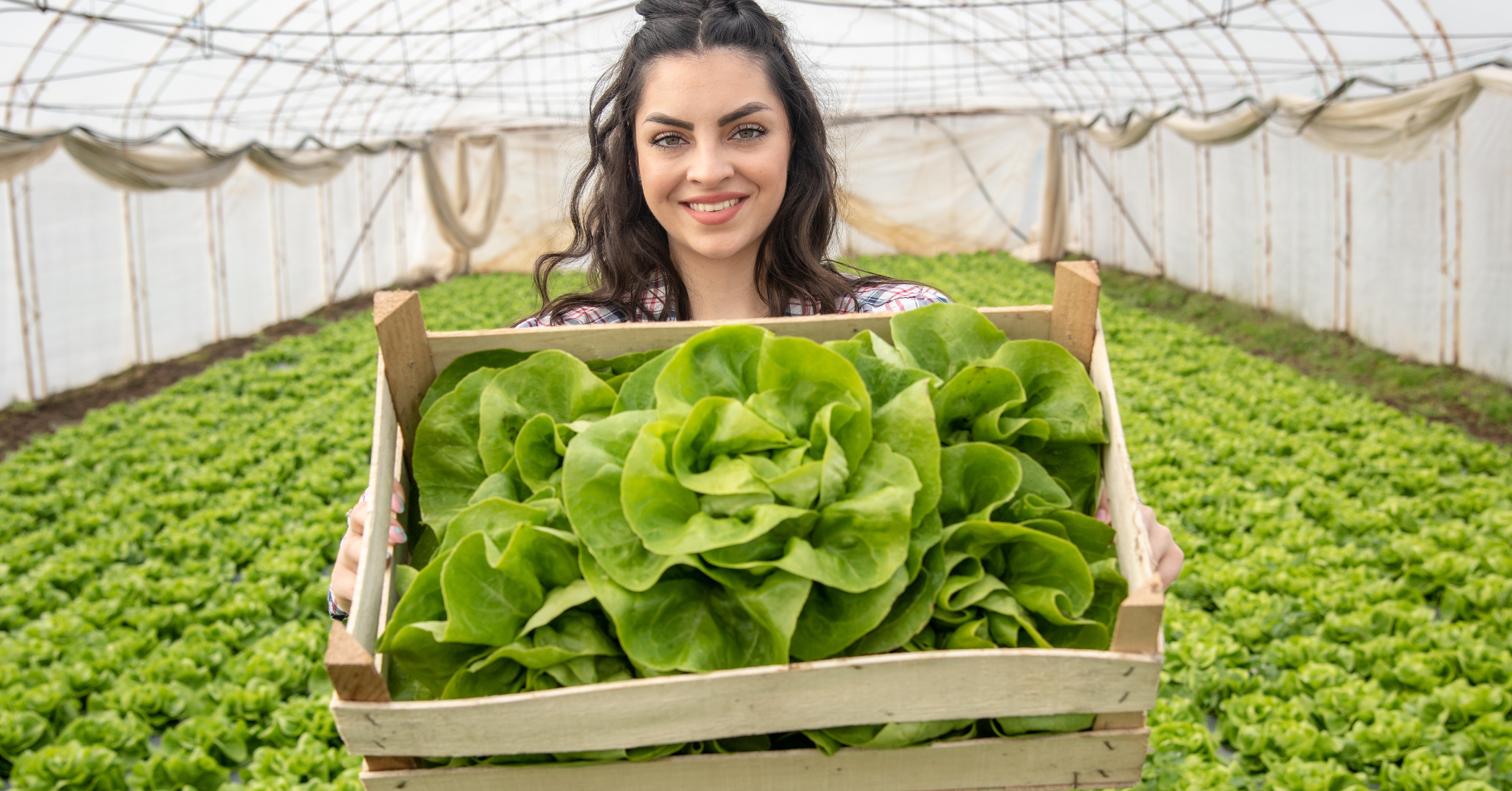 herbs and plants for indoor gardening