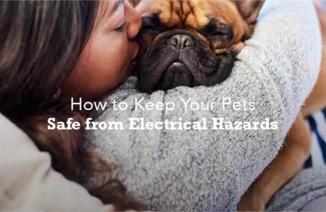 The Best Ways to Keep Your Pets Safe from Electrical Hazards